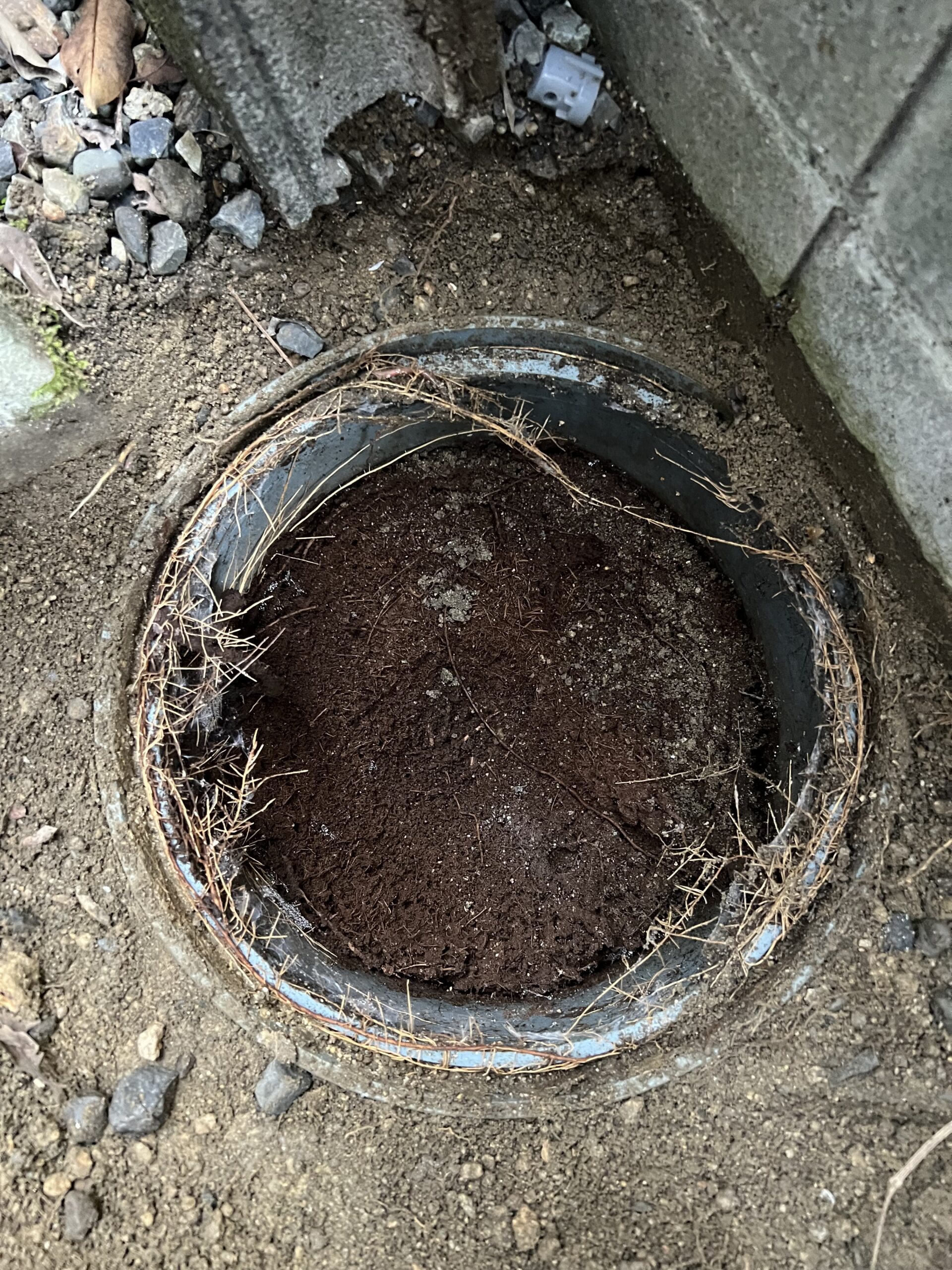 草津市で排水マスに木の根と土砂が詰まっている施工前写真2