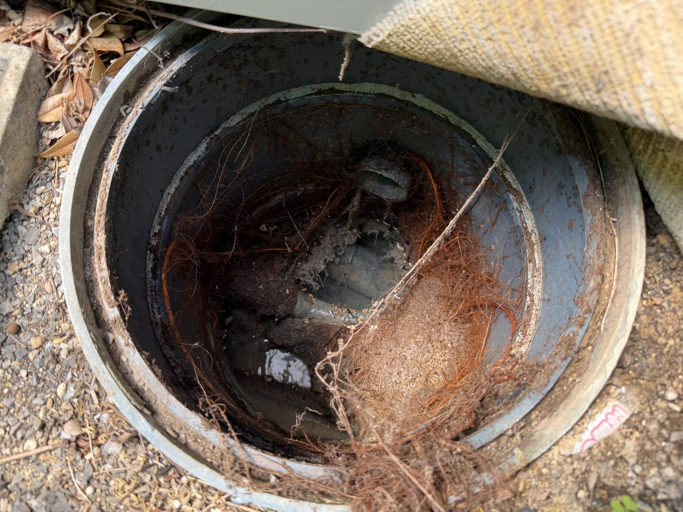 屋外排水管に入り込んだ木の根を確認した施工前写真